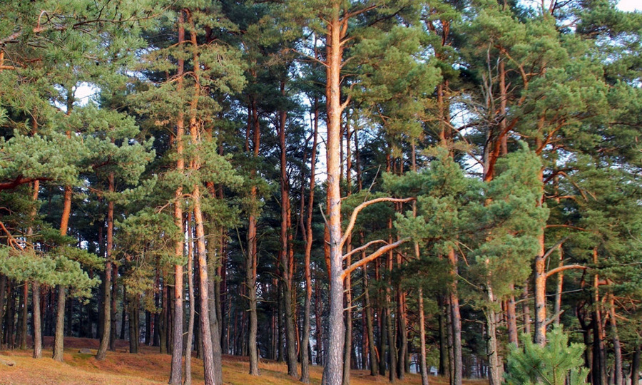 На лесника из Яльчикского района завели уголовное дело за незаконную рубку леса