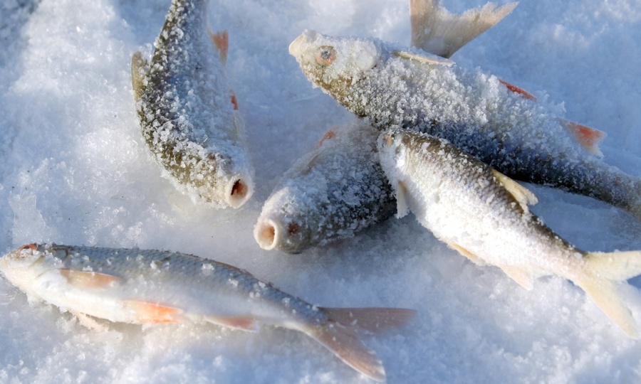 На рыбака-браконьера из Ядринского района завели уголовное дело