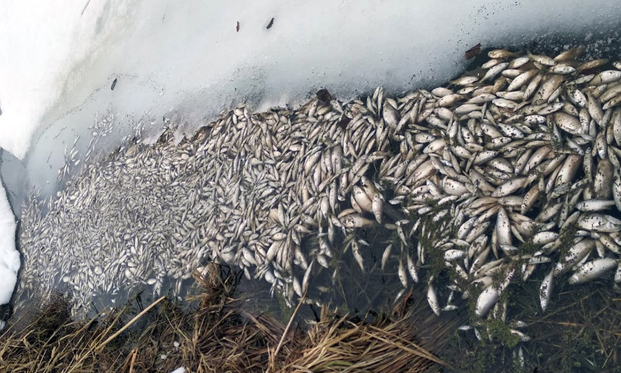 В Ибресинском районе проводят проверку по факту массовой гибели рыбы