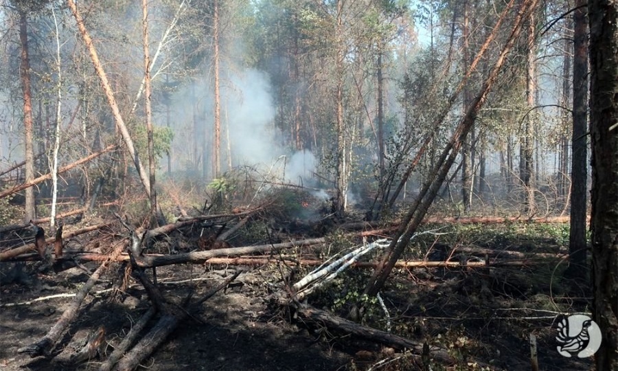 В Чувашии завели уголовное дело по факту пожара в заповеднике «Присурский»