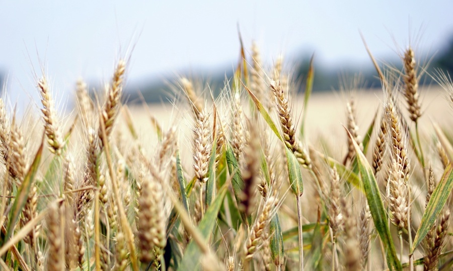 Есть рекорд: в Чувашии собрали максимальный урожай зерновых